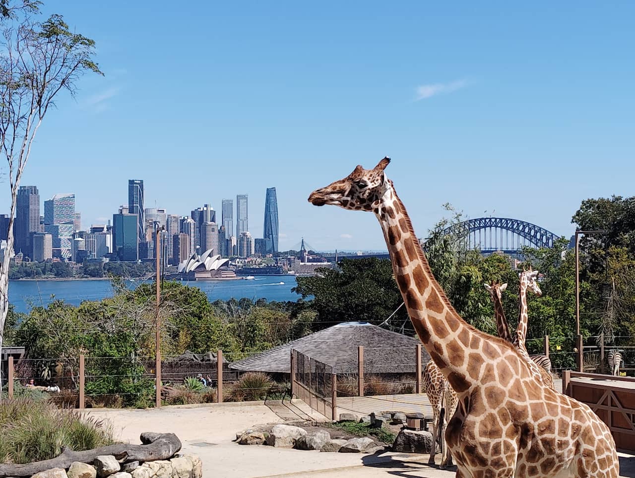 PGC - The Grand Adventure – Taronga Zoo - 30.8.26